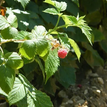 Fattoria Antica Forconia