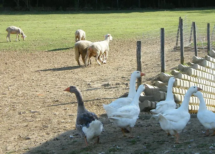 Fattoria Antica Forconia 2* Pianola