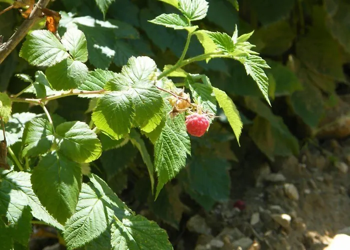 Fattoria Antica Forconia