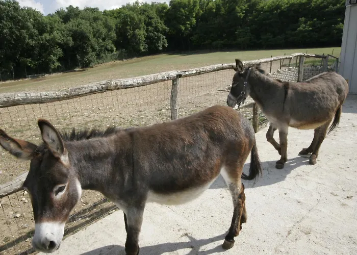 Fattoria Antica Forconia 2* Pianola