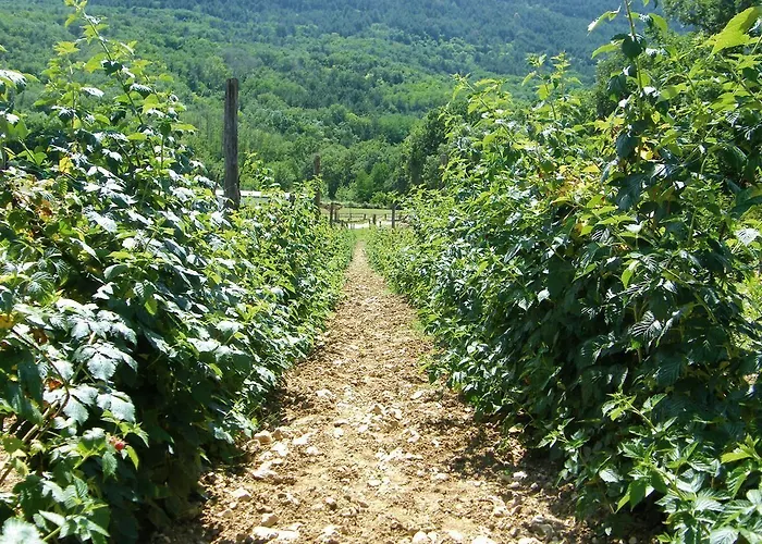 Отель Fattoria Antica Forconia 2*